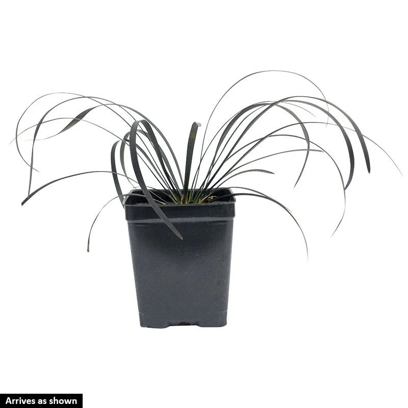 Black Mondo Grass - Image 4