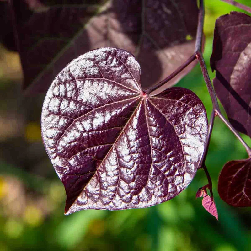 Black Pearl Redbud