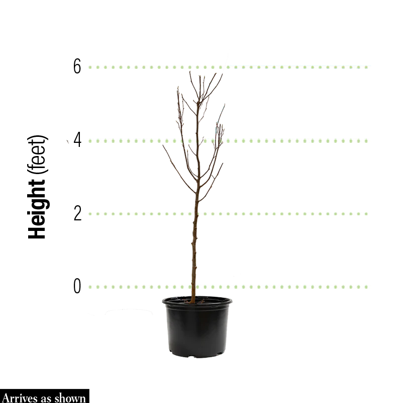 Black Pearl Redbud - Image 2