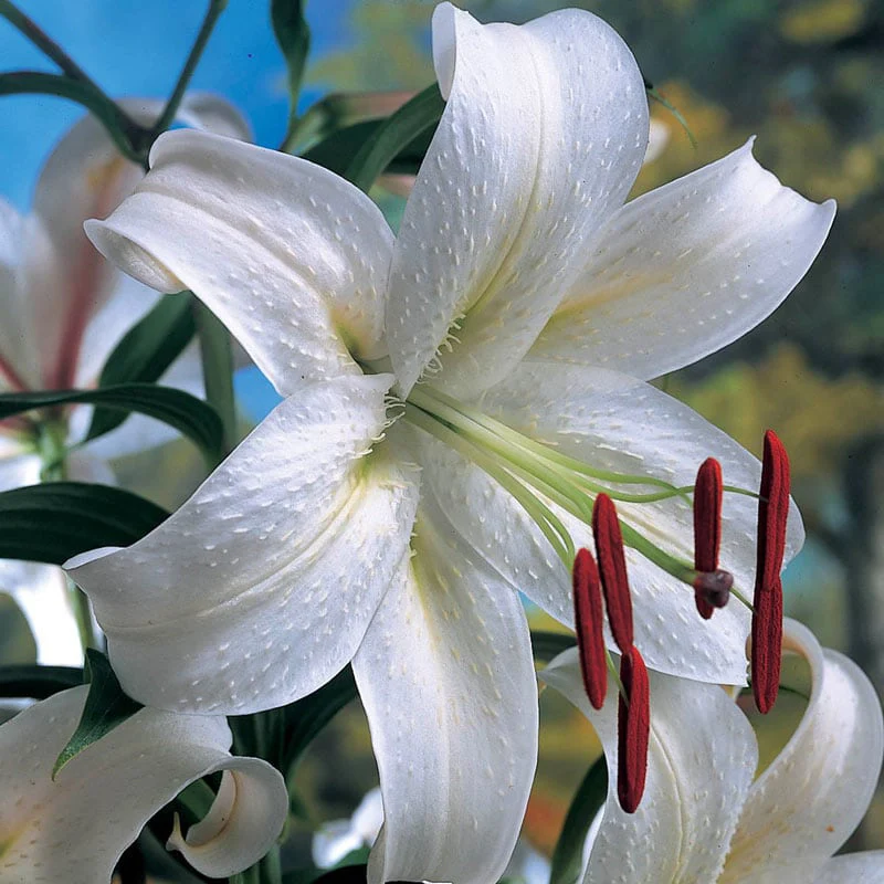 Casa Blanca Oriental Lily - Image 2