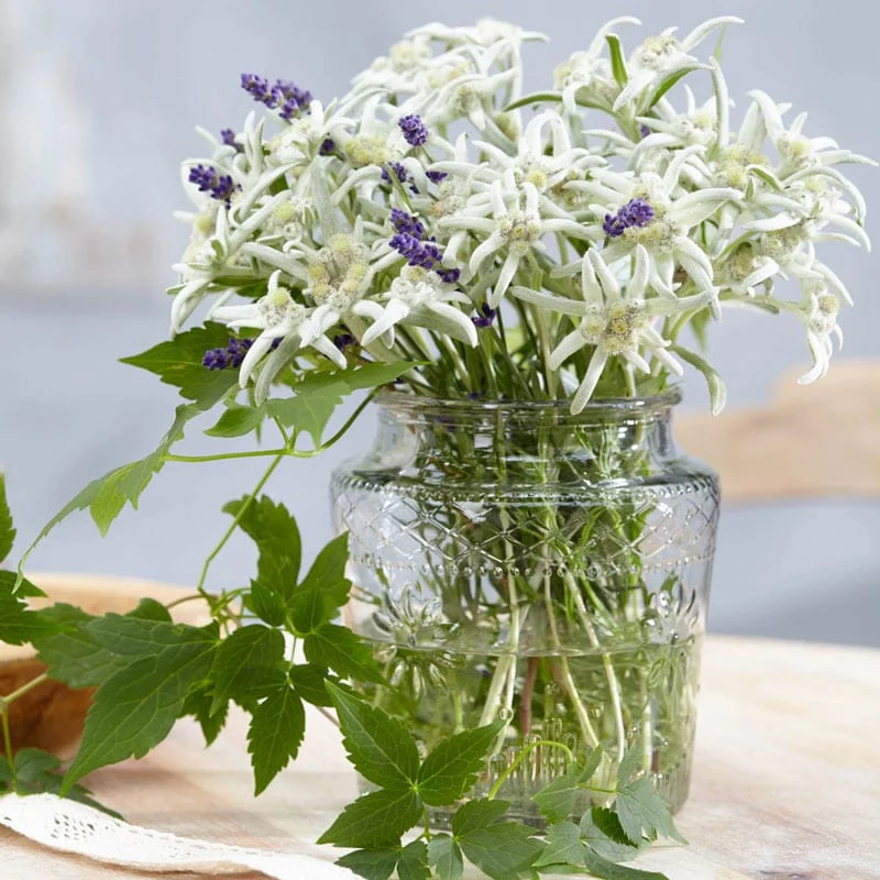 Blossom of the Snow Edelweiss - Image 2