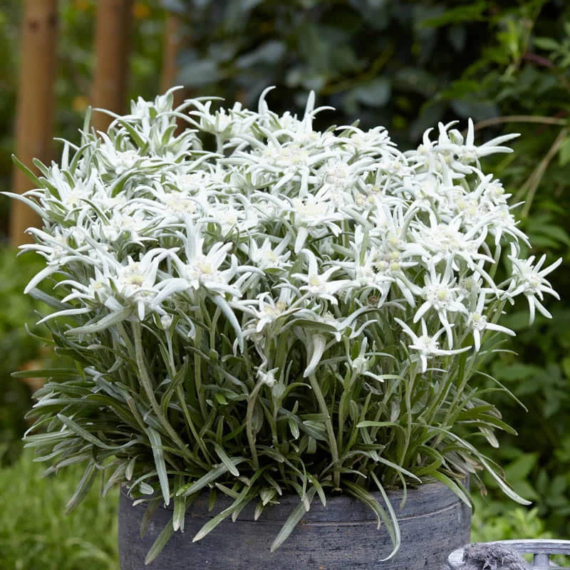 Blossom of the Snow Edelweiss - Image 3