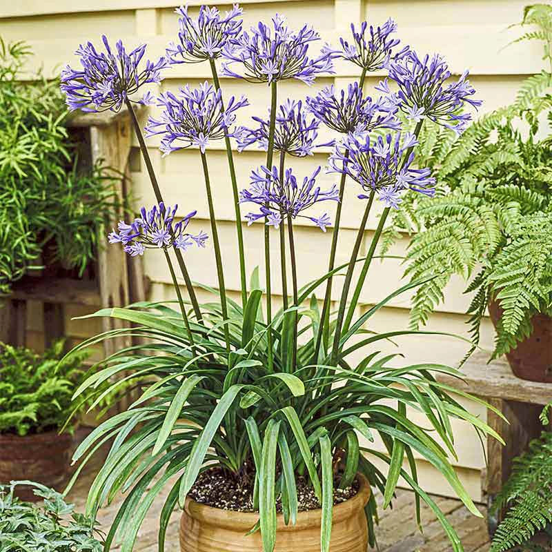 Blue Agapanthus - Image 2