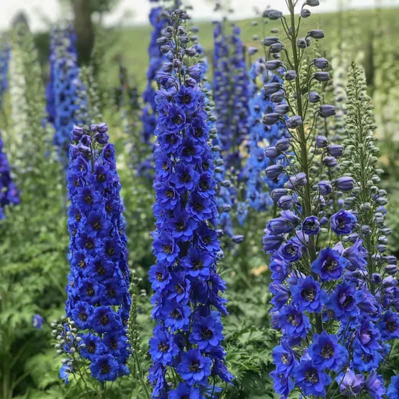 Blue Buccaneers Delphinium