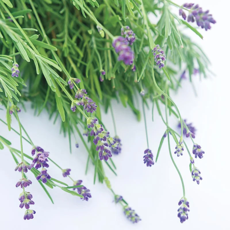 Blue Fragrant Lavender - Image 3