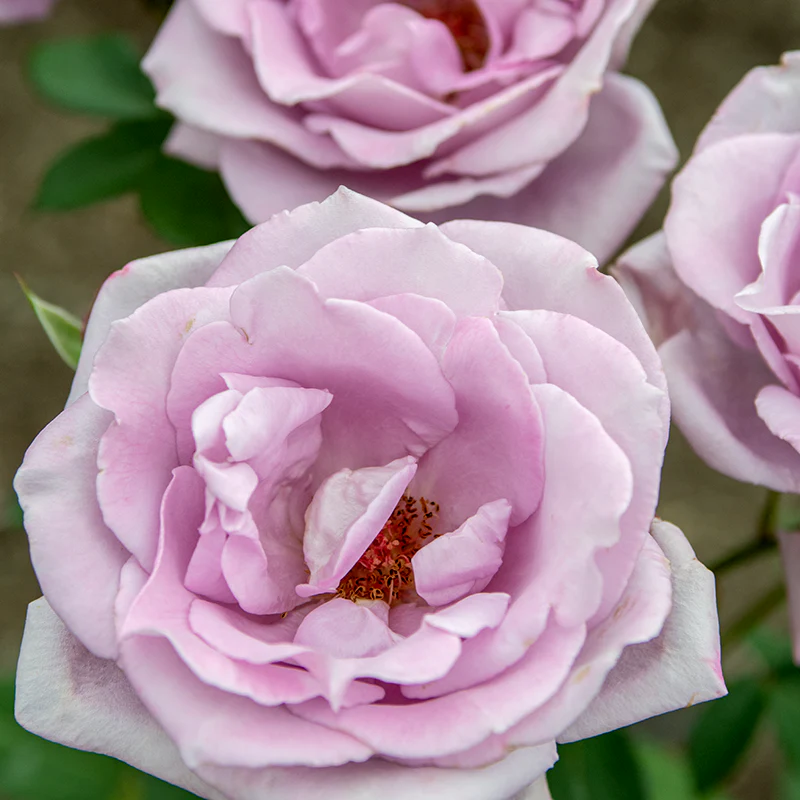 Blue Girl Hybrid Tea Rose - Image 3