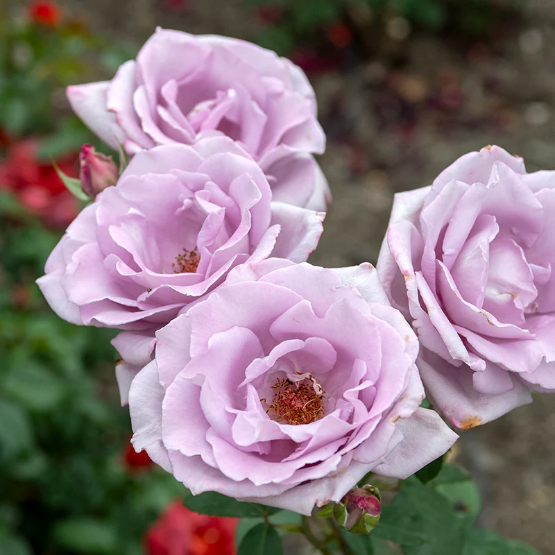 Blue Girl Hybrid Tea Rose - Image 4
