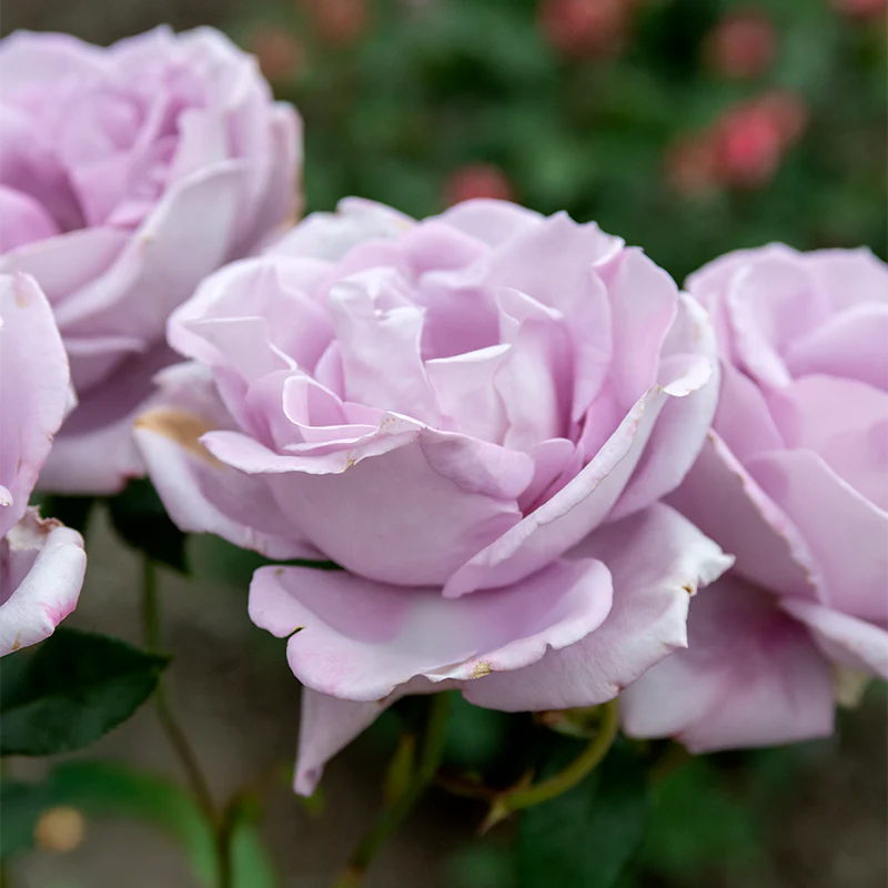 Blue Girl Hybrid Tea Rose - Image 6