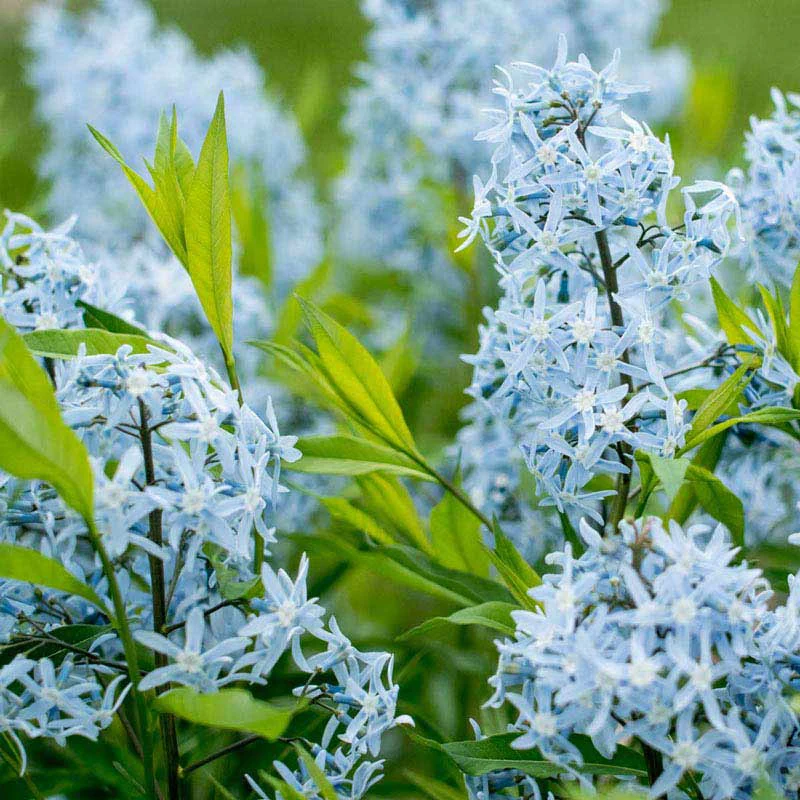 Glacier Blue Amsonia - Image 2