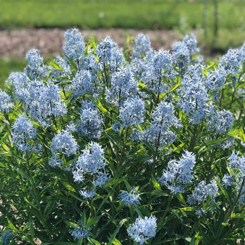 Glacier Blue Amsonia - Image 3