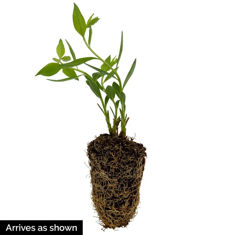 Glacier Blue Amsonia - Image 4