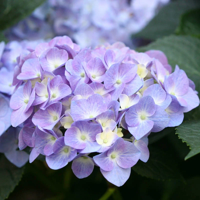 Let's Dance® Blue Jangles® Reblooming Hydrangea - Image 3