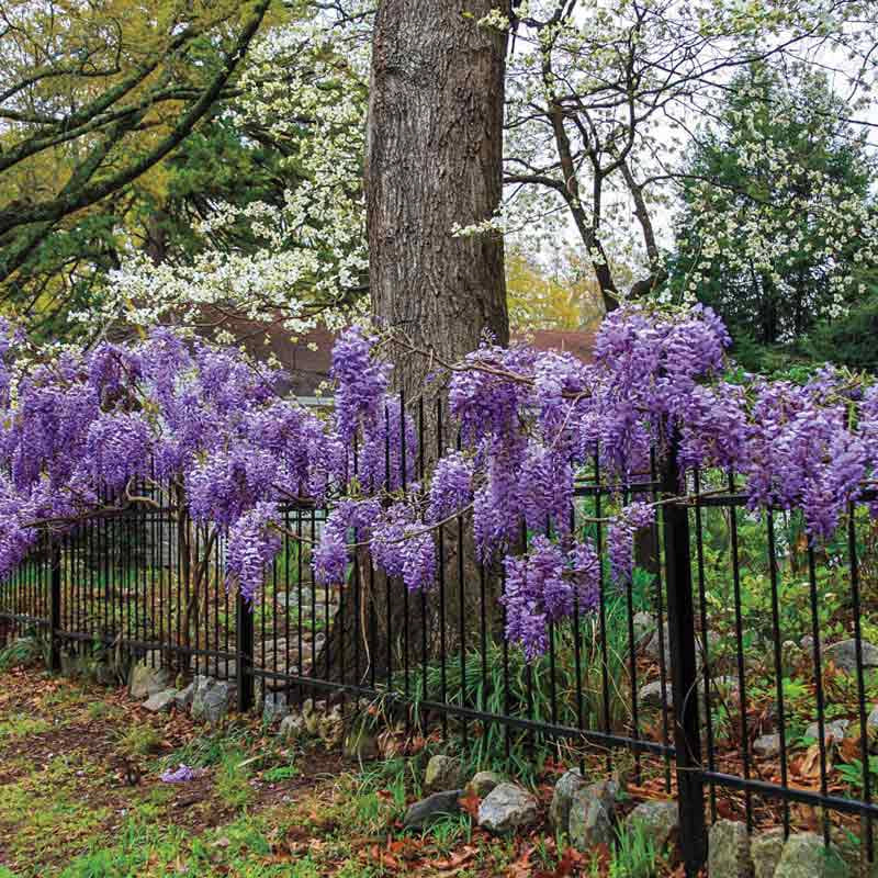 Blue Moon Reblooming Wisteria - Image 3