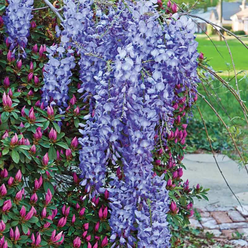 Blue Moon Reblooming Wisteria - Image 4
