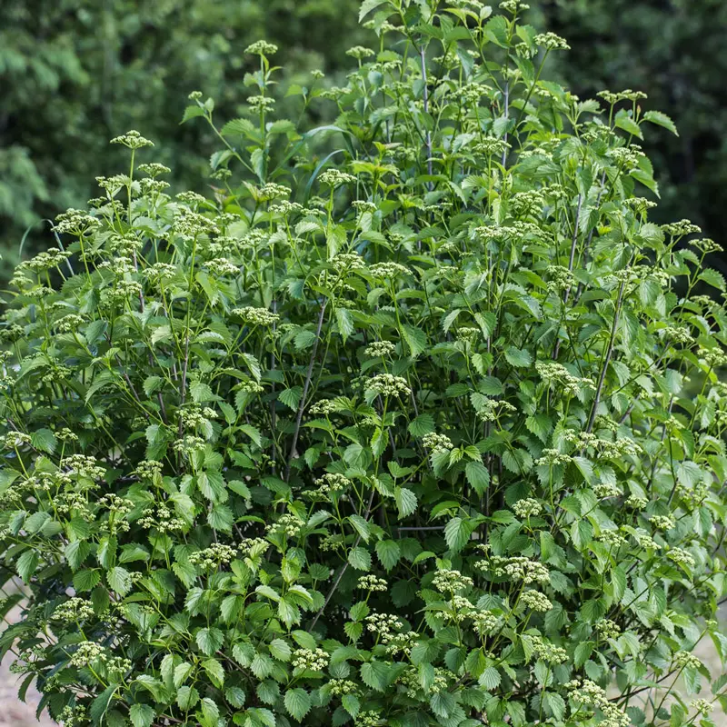 Blue Muffin® Viburnum - Image 3
