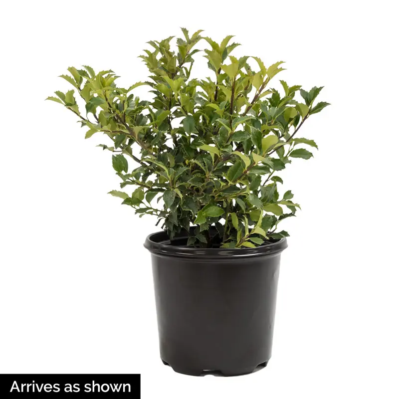 Blue Muffin® Viburnum - Image 4