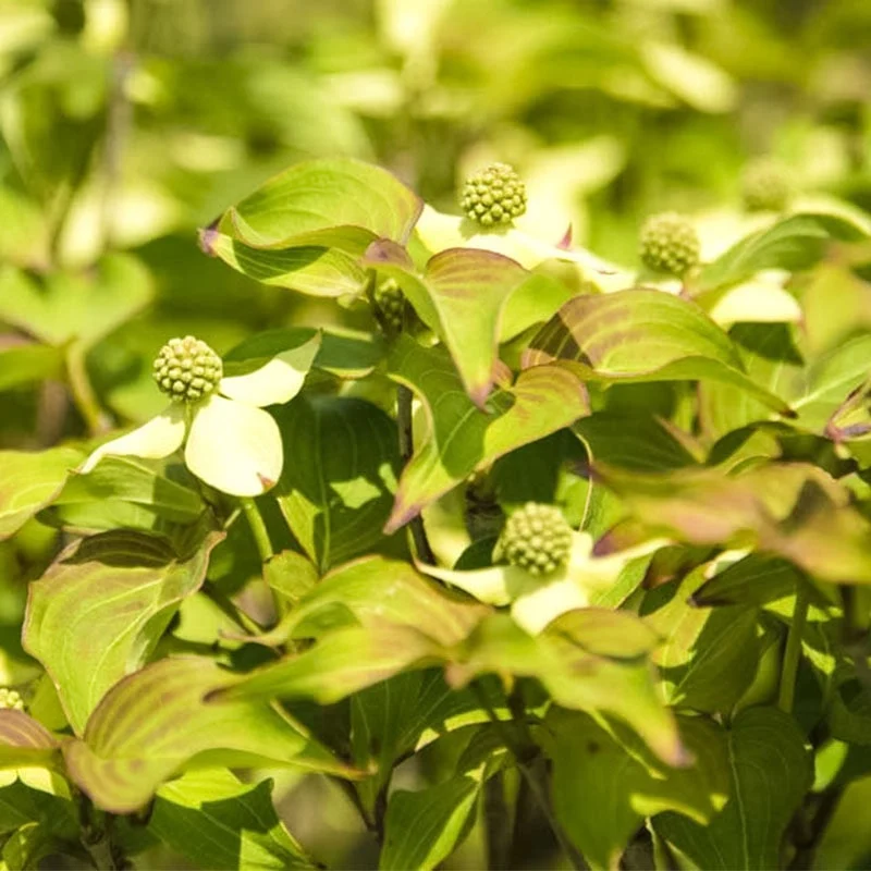 Blue Ray™ Flowering Dogwood - Image 2