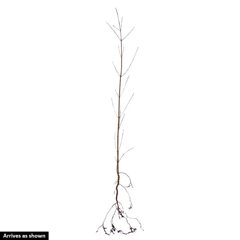 Blue Ray™ Flowering Dogwood - Image 3