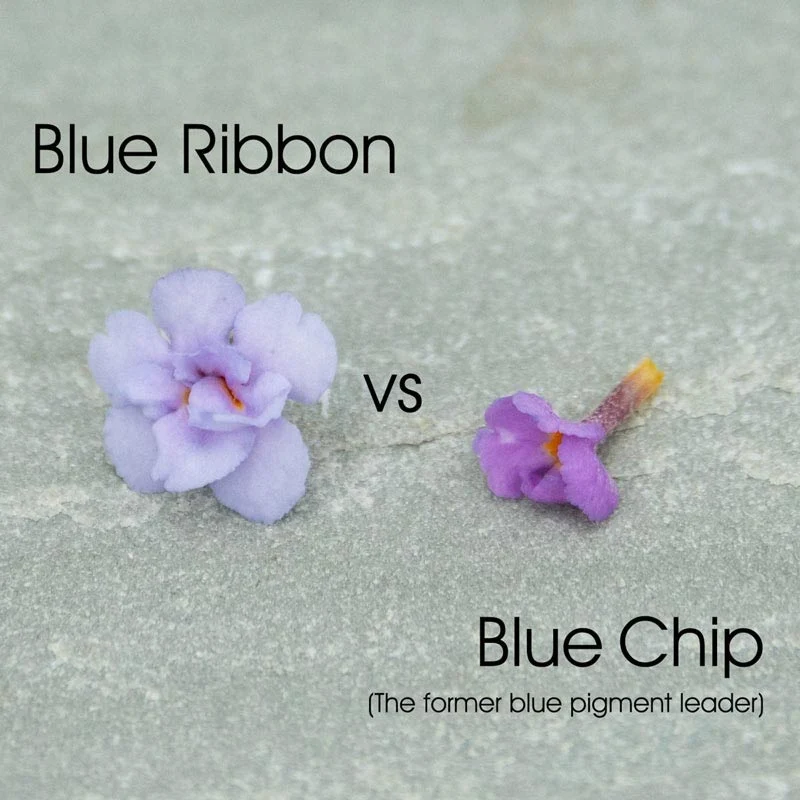 Blue Ribbon Butterfly Bush - Image 2