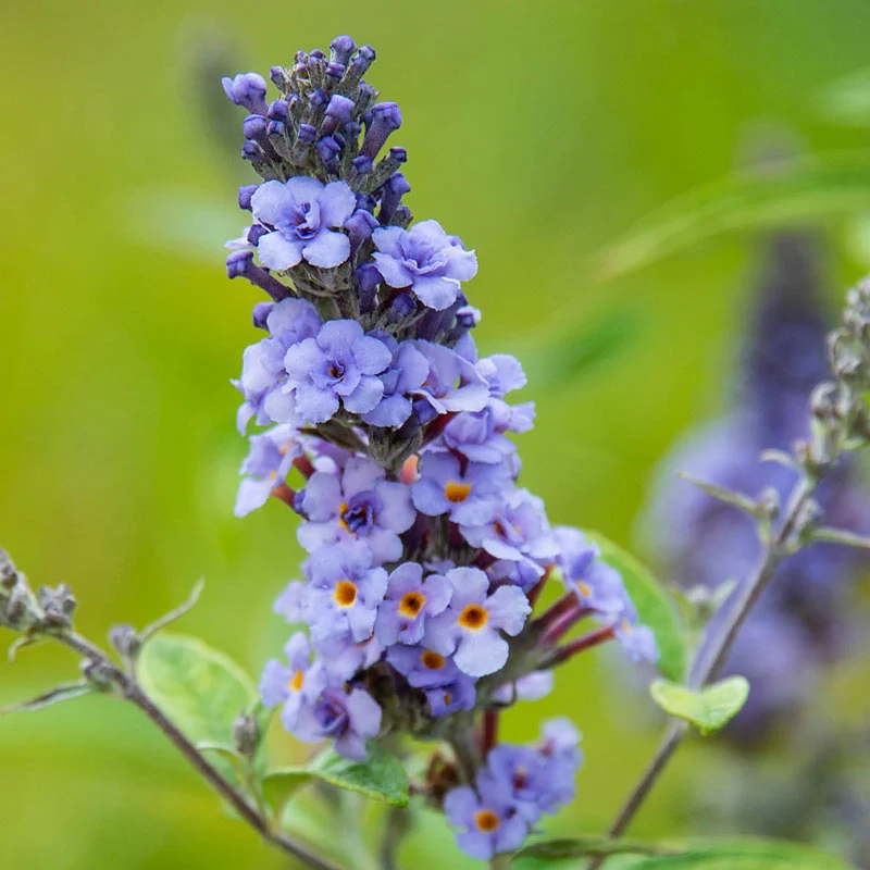 Blue Ribbon Butterfly Bush - Image 3