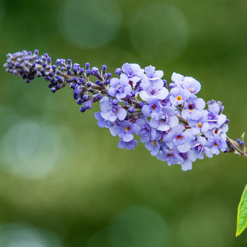 Blue Ribbon Butterfly Bush - Image 4