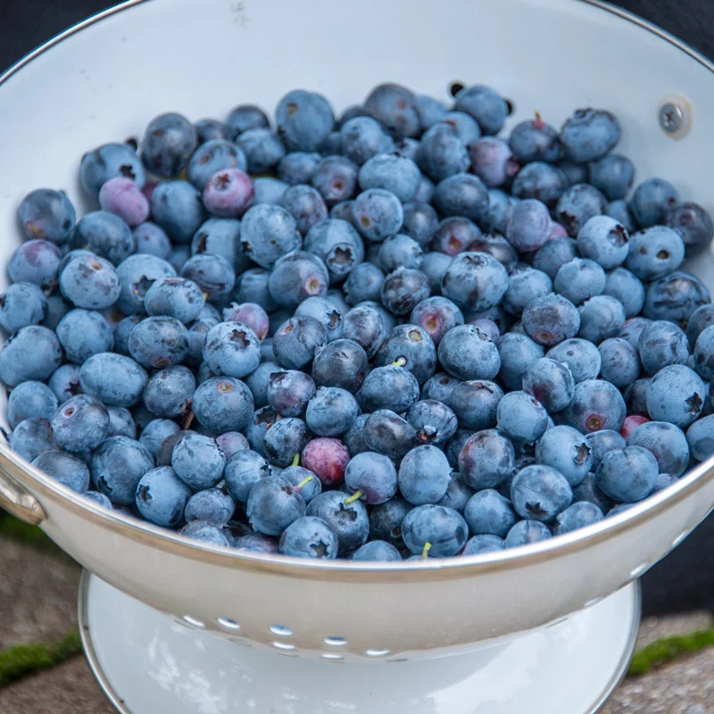 Blueberry Ka-Bluey - Image 3