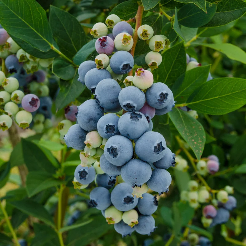 Blueberry Nelson