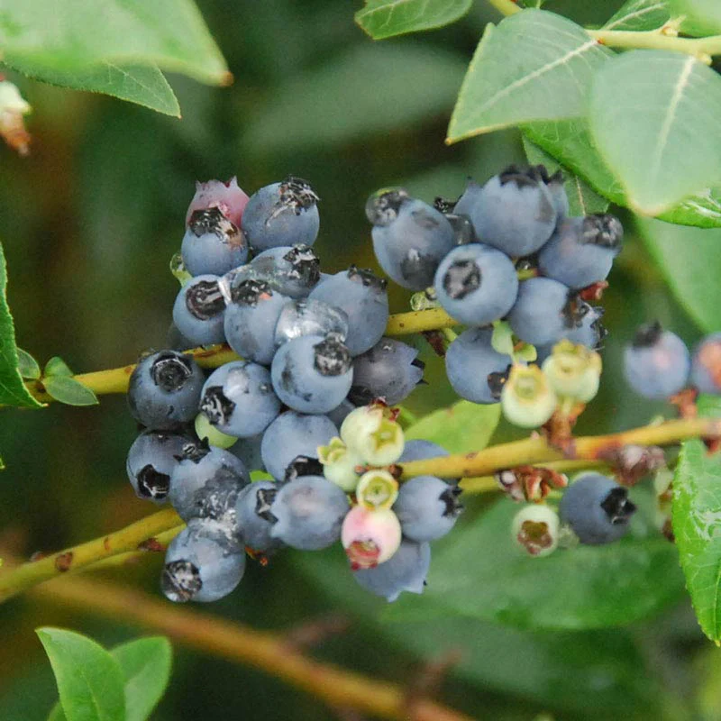 Perpetua® Blueberry - Image 2