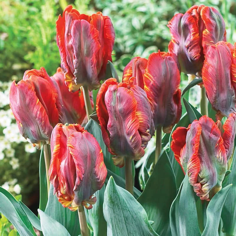 Blumex Parrot Tulip - Image 2