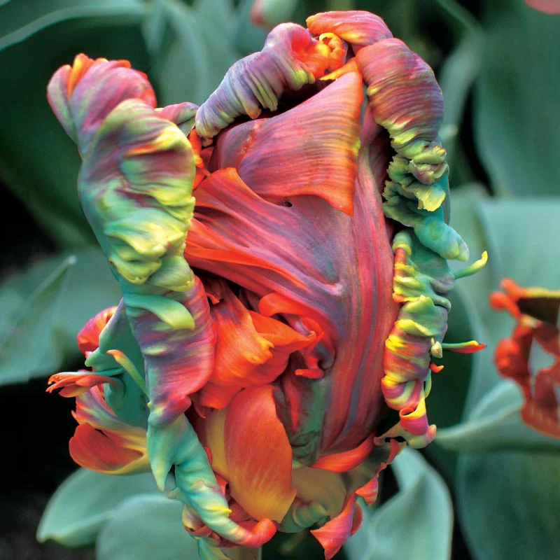 Blumex Parrot Tulip - Image 3