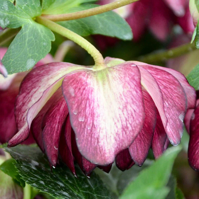 Blushing Bridesmaid Lenten Rose - Image 2