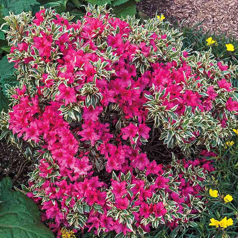 Bollywood® Azalea - Image 2