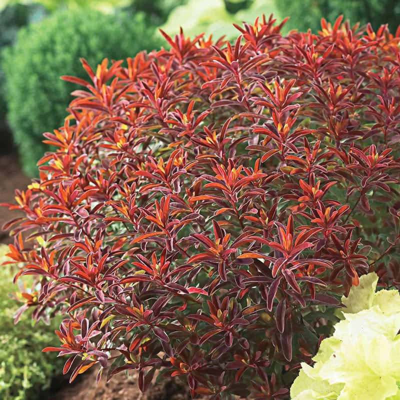 Bonfire Euphorbia