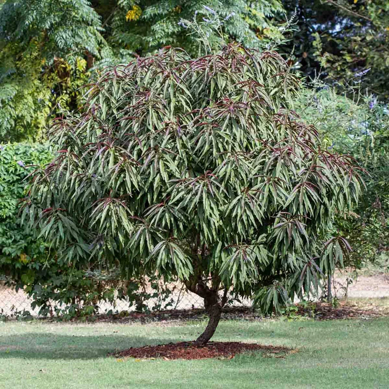 Bonfire Patio Peach Tree - Image 3