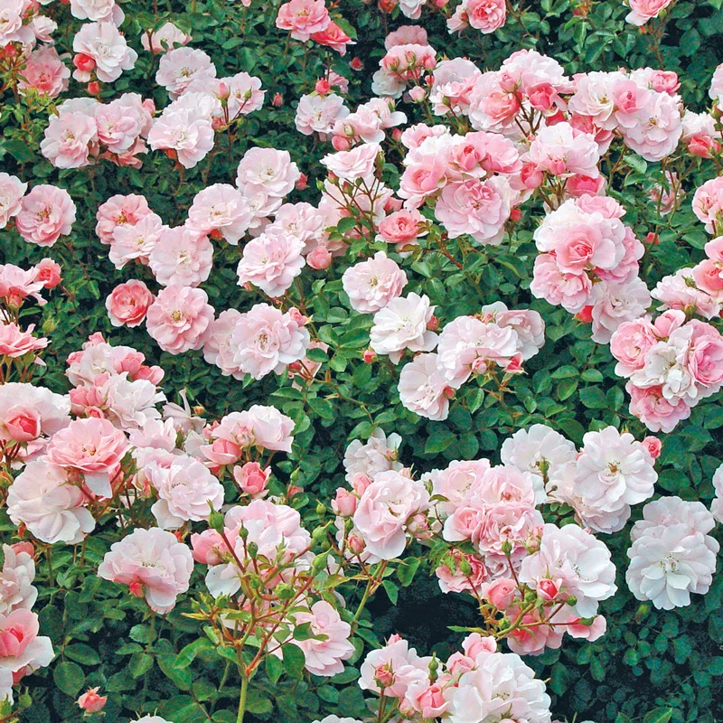 Bonica® Shrub Rose
