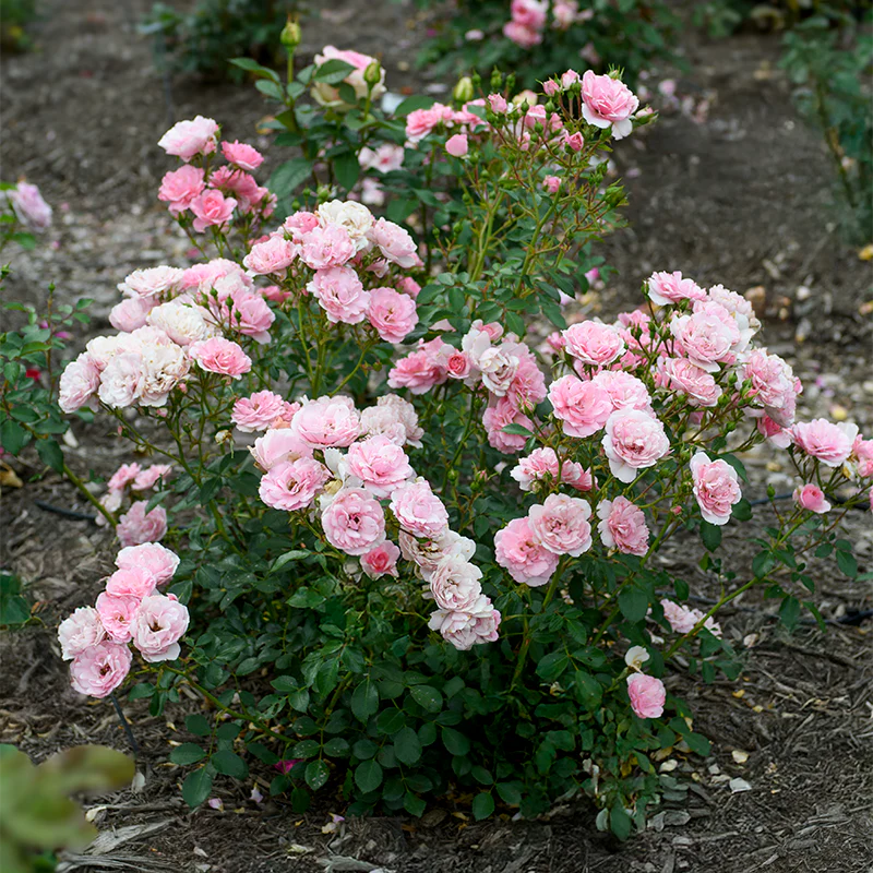 Bonica® Shrub Rose - Image 2