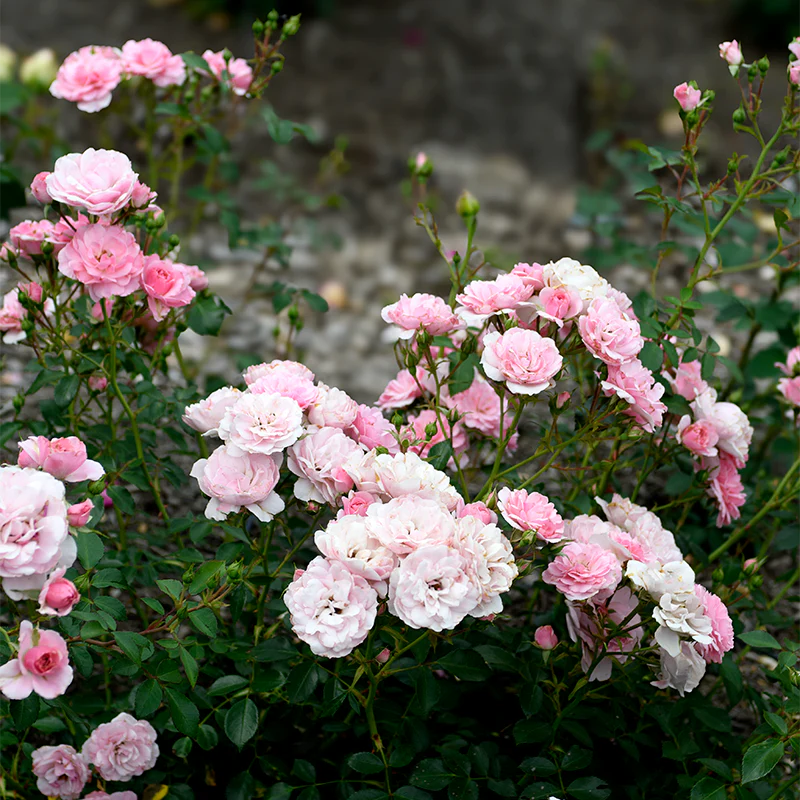 Bonica® Shrub Rose - Image 3