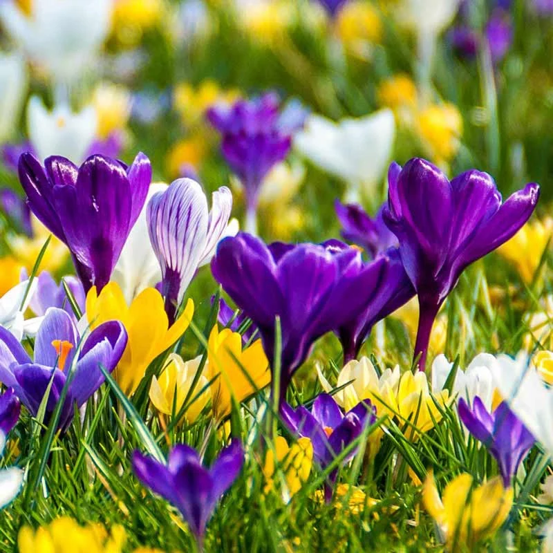 Botanical Crocus Mix - Image 2