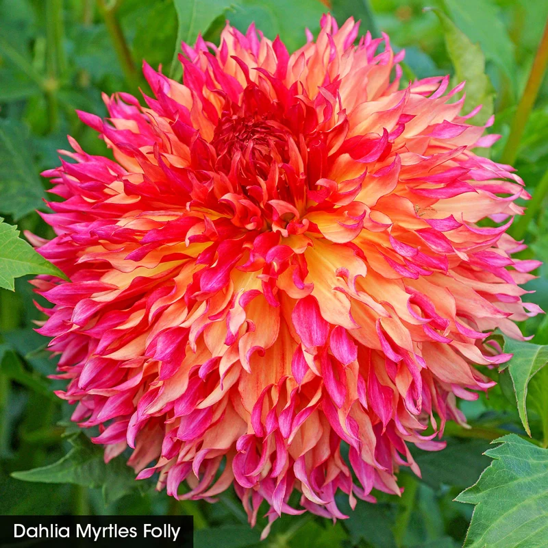 Bouquet Builder's Dahlia Collection - Image 3