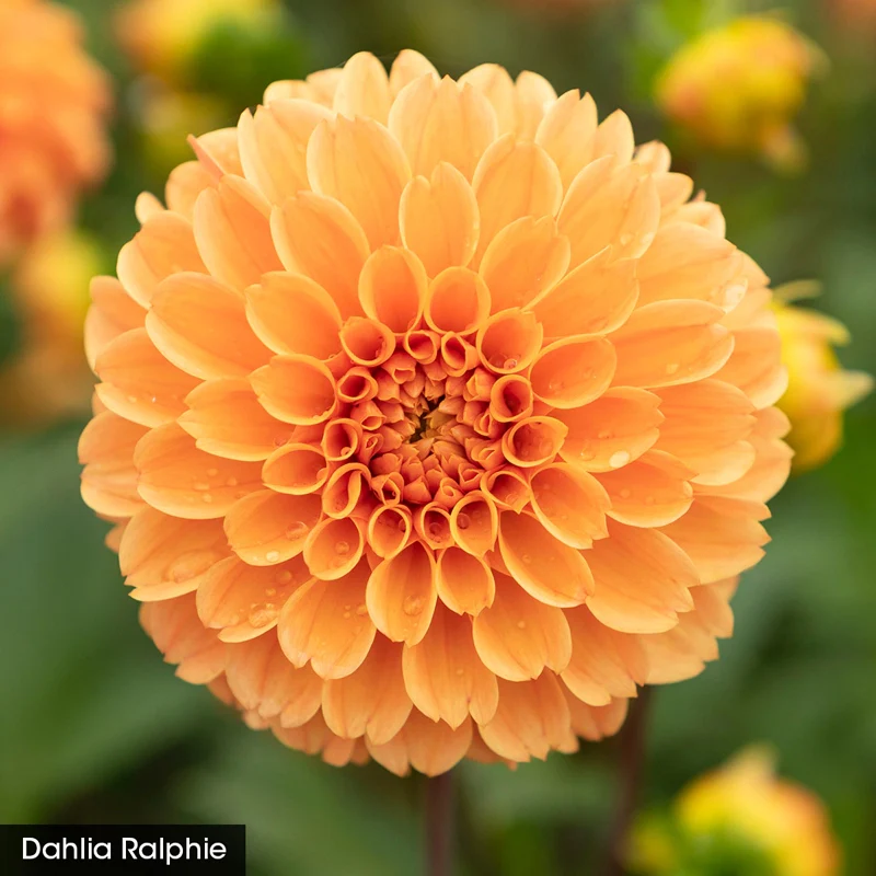 Bouquet Builder's Dahlia Collection - Image 4