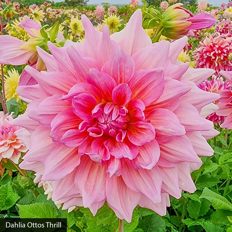 Bouquet Builder's Dahlia Collection - Image 5
