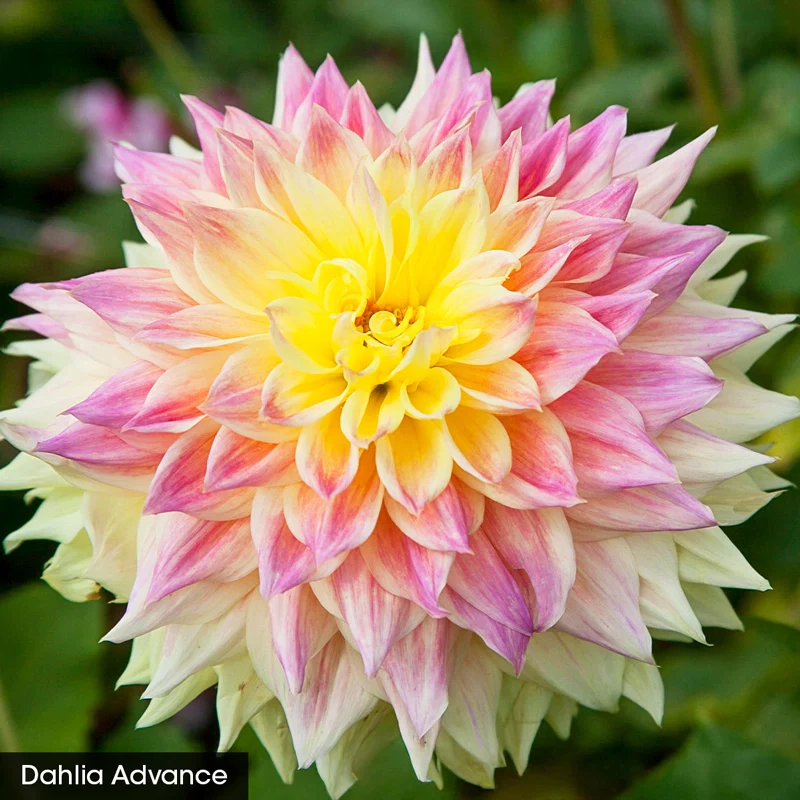 Bouquet Builder's Dahlia Collection - Image 6