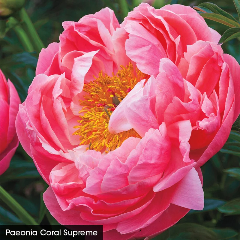 Bouquet Builders Peony Collection - Image 3