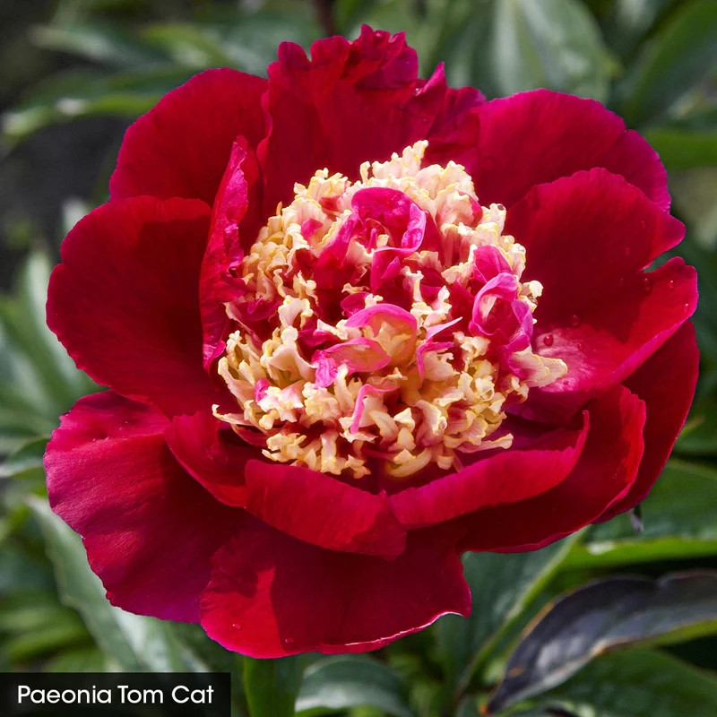 Bouquet Builders Peony Collection - Image 4