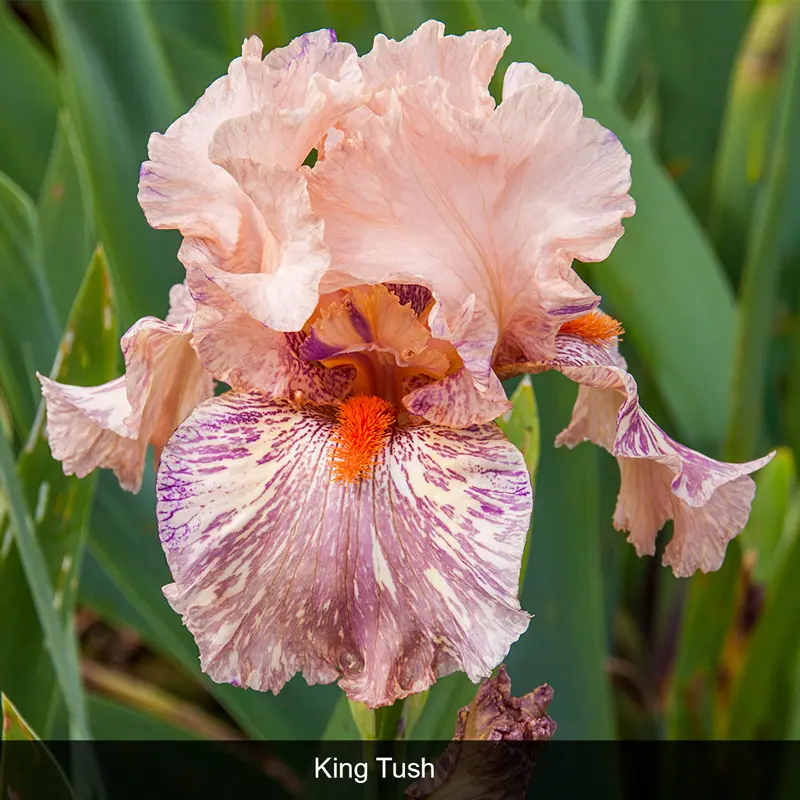 Bouquet Builders Romance Iris Collection - Image 3