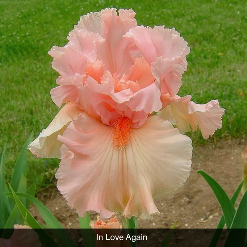 Bouquet Builders Romance Iris Collection - Image 4