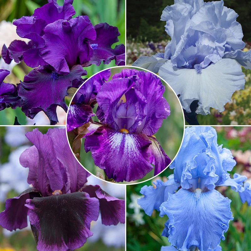 Bouquet Builders Royal Colors Iris Collection