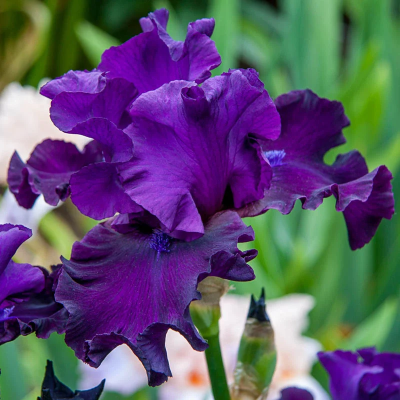 Bouquet Builders Royal Colors Iris Collection - Image 2