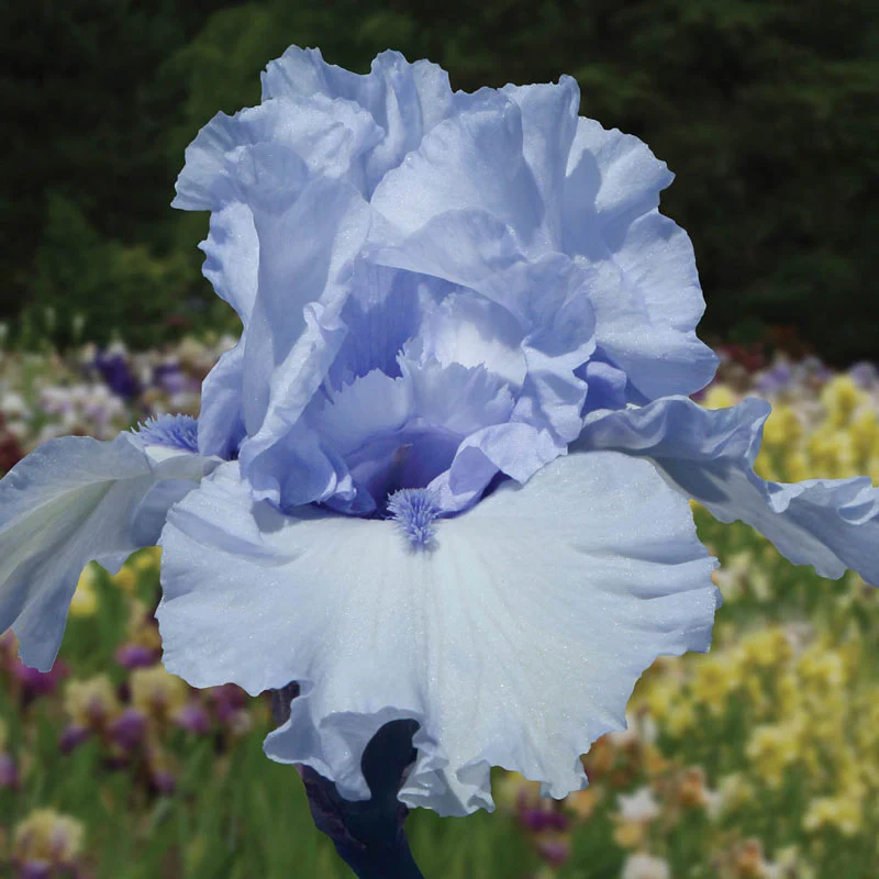 Bouquet Builders Royal Colors Iris Collection - Image 3