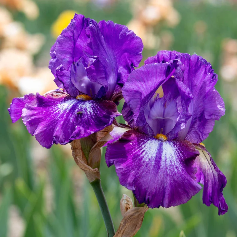 Bouquet Builders Royal Colors Iris Collection - Image 4